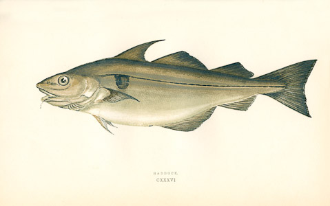 Haddock