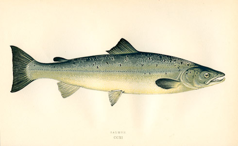 Salmon