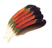 Macaw feathers