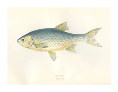 Azurine illustrated by Couch
