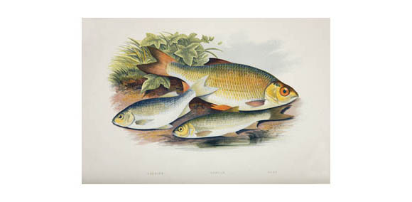 Azurine, Dobule and Rudd illustrated by Houghton