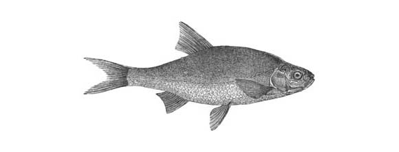 Azurine illustrated by Yarrell