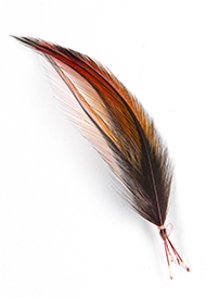Macaw feathers