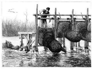 Lowering eel bucks