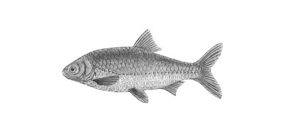 Roach illustrated by Yarrell