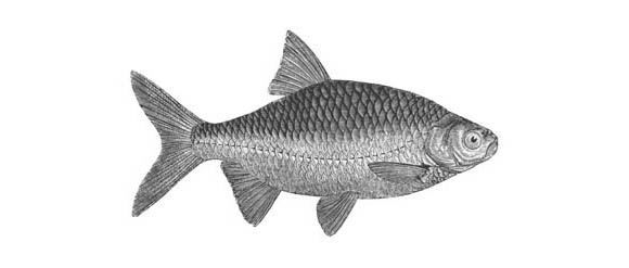 Rudd illustrated by Yarrell